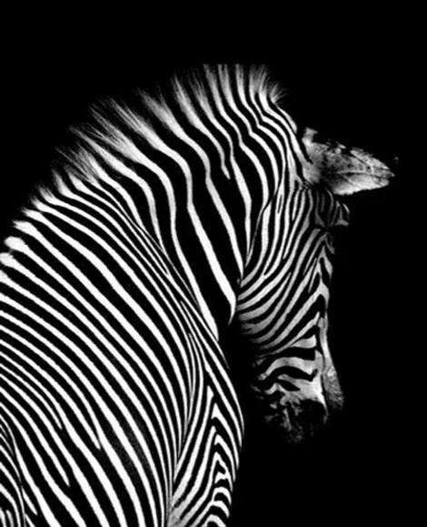 Marcel Sanat Siyah Beyaz Zebra Elmas Mozaik Tablo 48x55cm