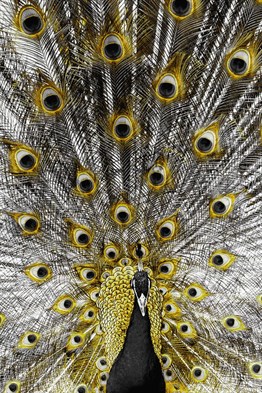 CANLILARMarcel Sanat Elmas Mozaik Tablo & Diamond Painting TurkeyM20173846Altın Tavus Kuşu Marcel Sanat Elmas Mozaik Tablo 46x71cm