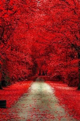 Kırmızı Ağaçlı Ormanda Yürüyüş Yolu Elmas Mozaik Tablo 35x55cm